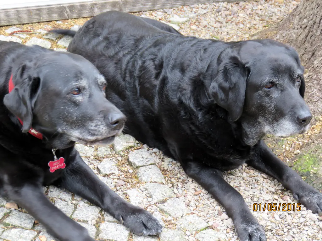 Condolence image of Doris