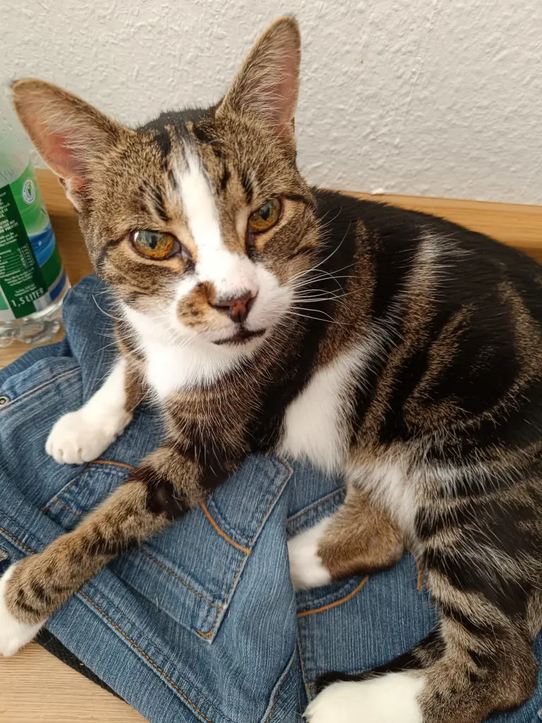 Bild von Strolch
