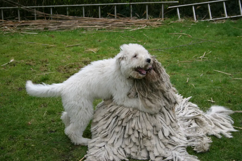 Image from Flocke
