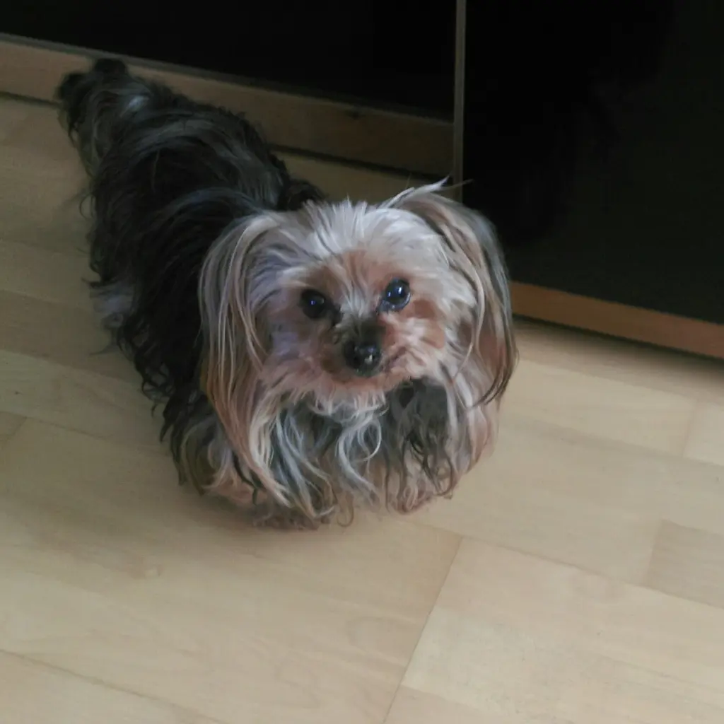 Image from Ashi 