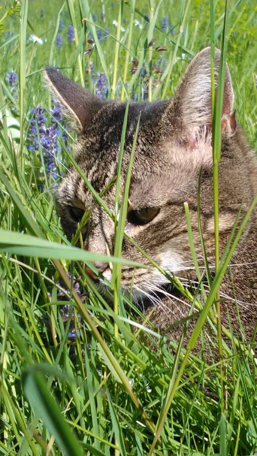 Image from GISMO