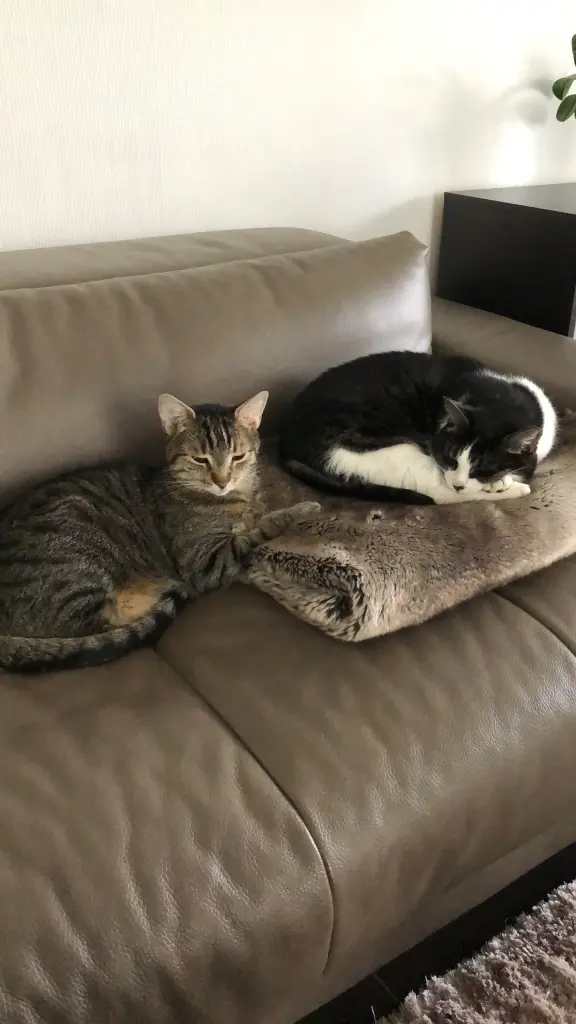 Andachtsbild von Susanne mit Bruno und Lilly im ❤️