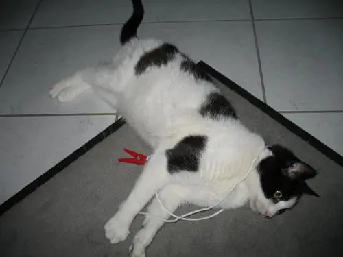 Image from Kater Carlos