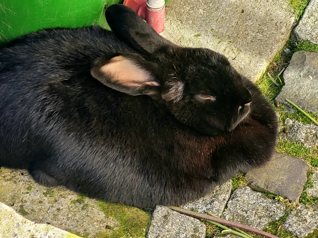 Andachtsbild von Andrea