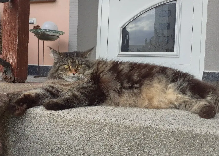 Andachtsbild von Michael mit Zora im ❤️