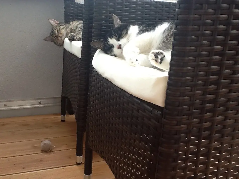 Andachtsbild von Susanne mit Bruno und Lilly im ❤️