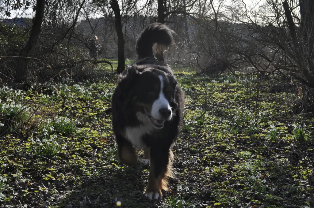 Image from Sleepy