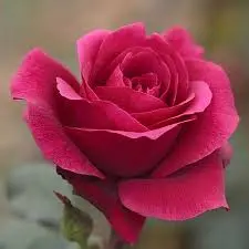 Condolence image of Nadin