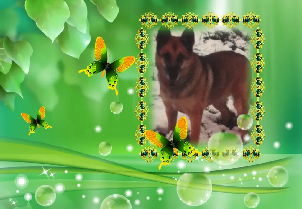 Condolence image of ❤Fur Liebe Tara❤