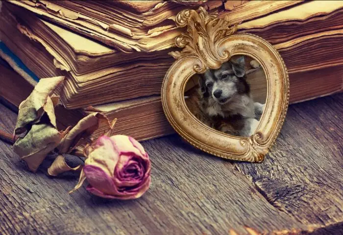 Condolence image of Sonja