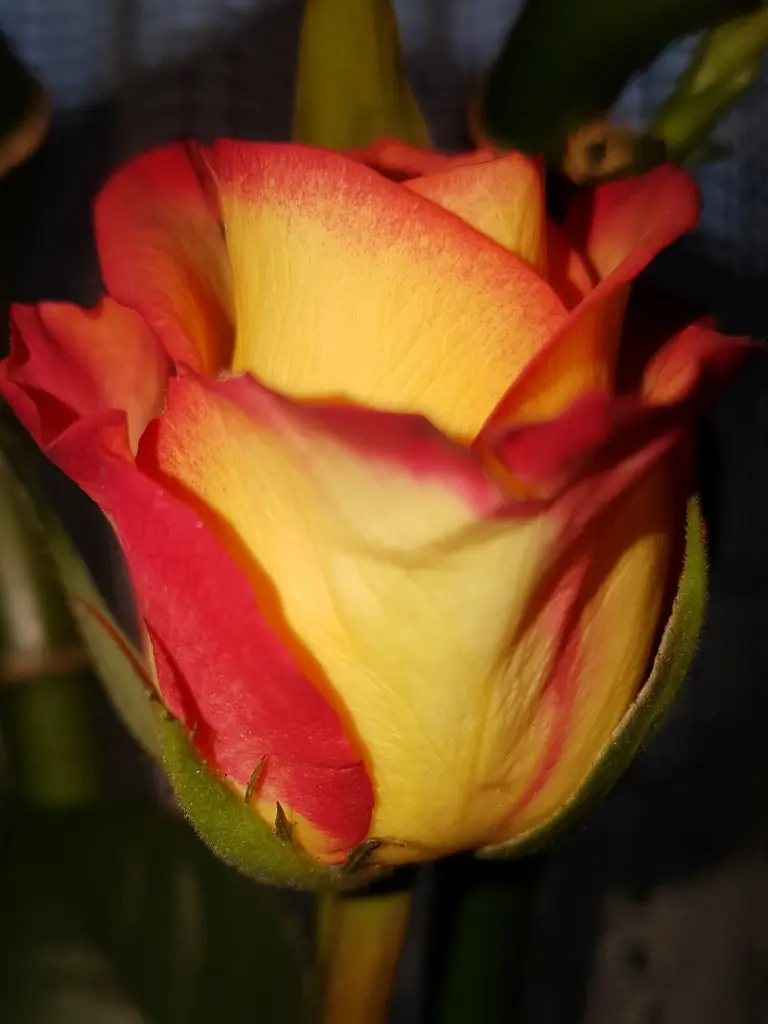 Condolence image of Iris