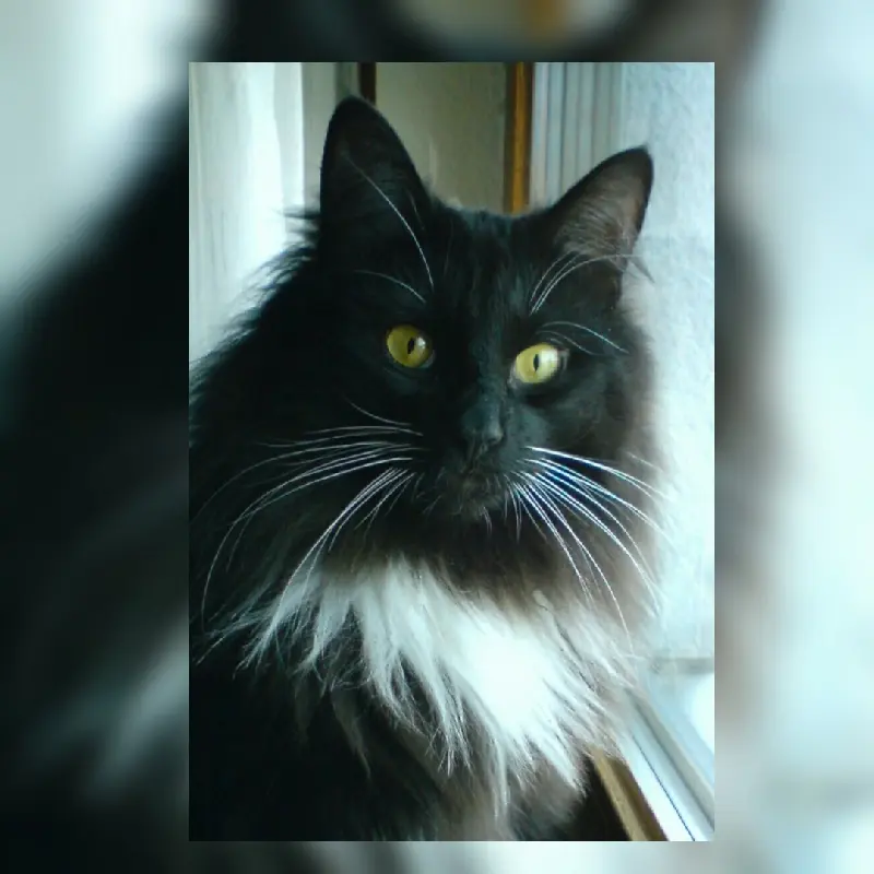 Condolence image of Iris