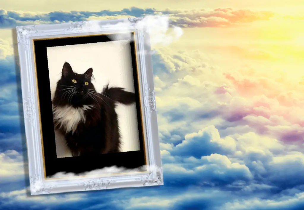 Condolence image of Iris