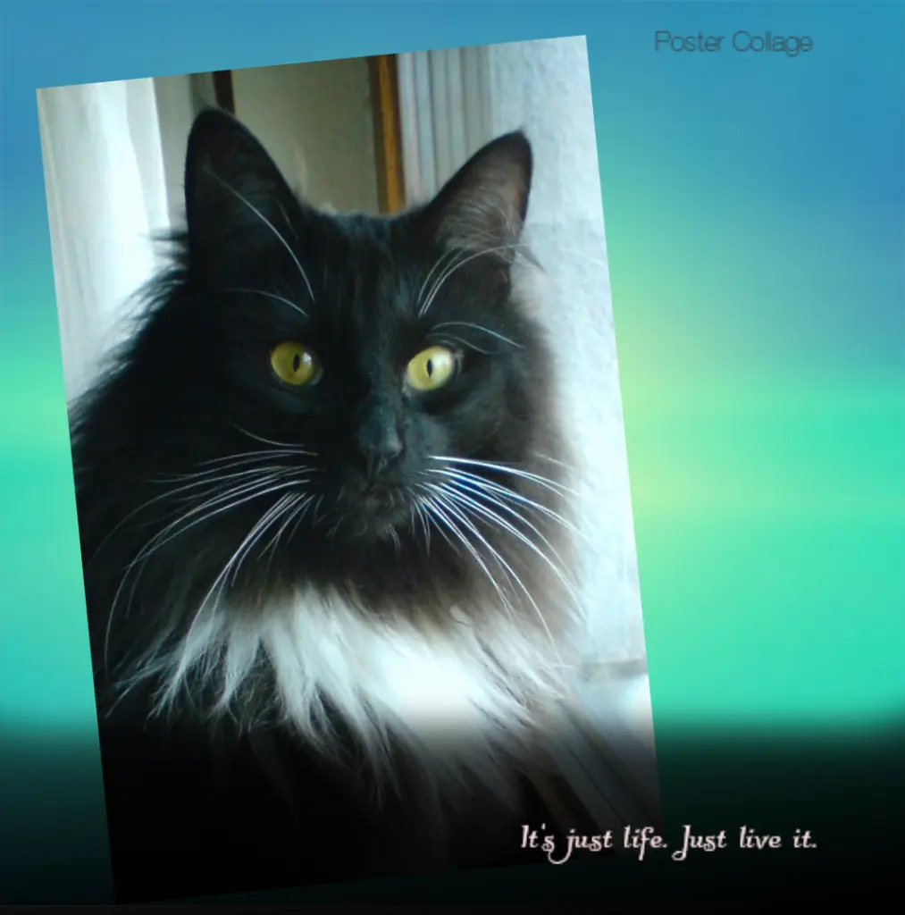 Condolence image of Iris