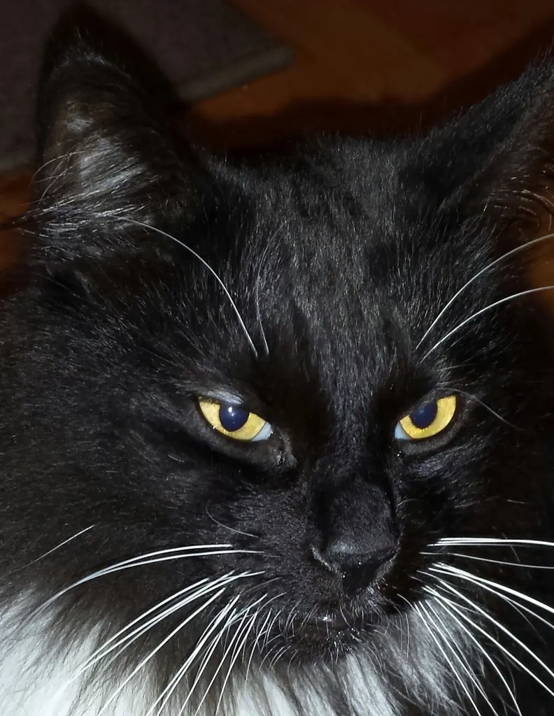 Condolence image of Iris