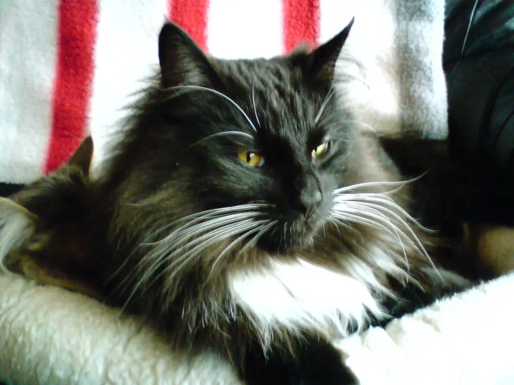 Condolence image of Iris