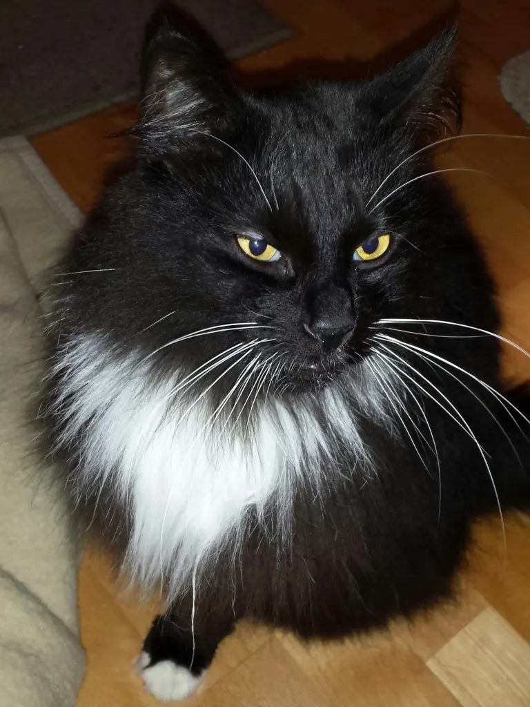 Condolence image of Iris