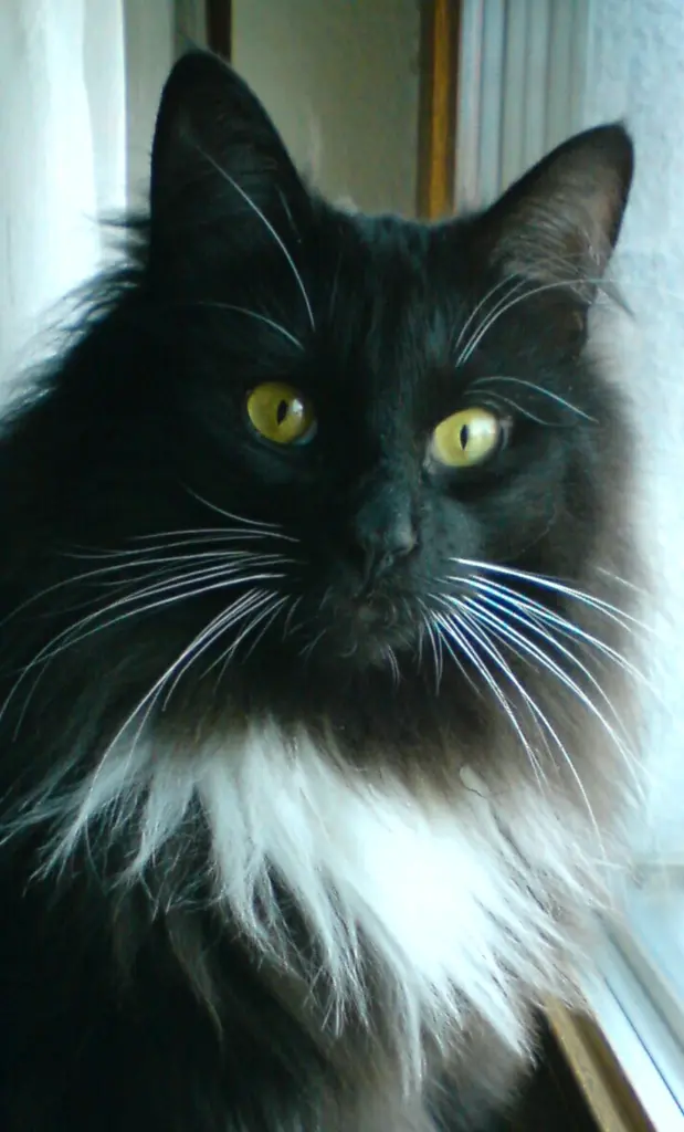 Condolence image of Iris