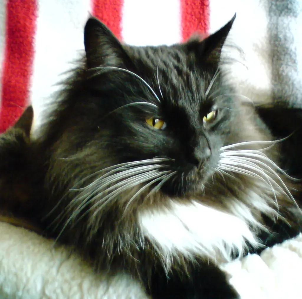Condolence image of Iris