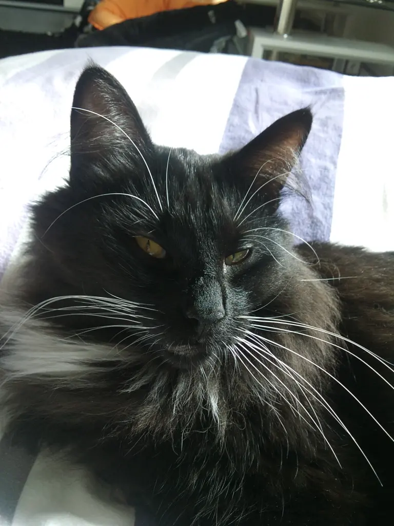 Condolence image of Iris