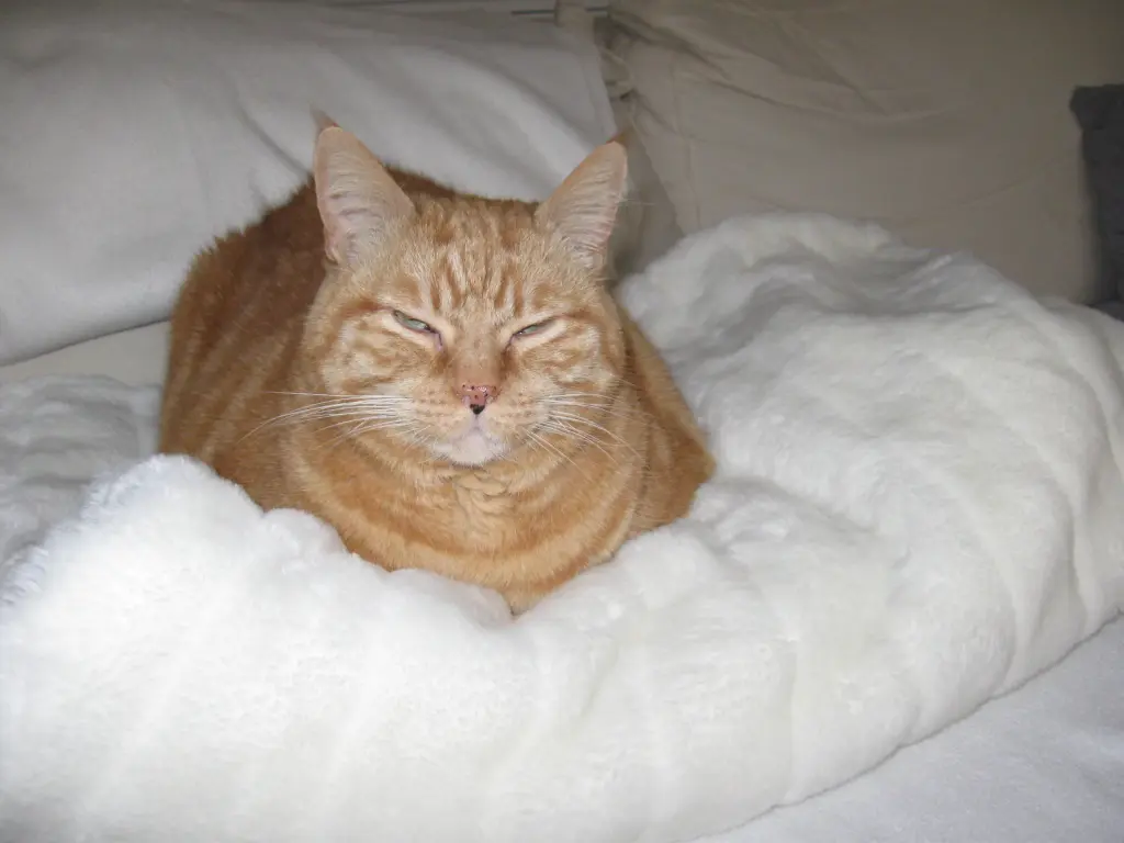 Condolence image of Katharina m. Rambo