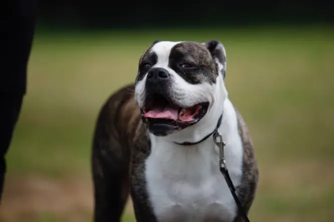 Condolence image of Eileen mit Adi im Herzen