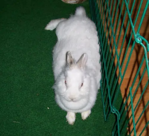 Image from Schneeflocke