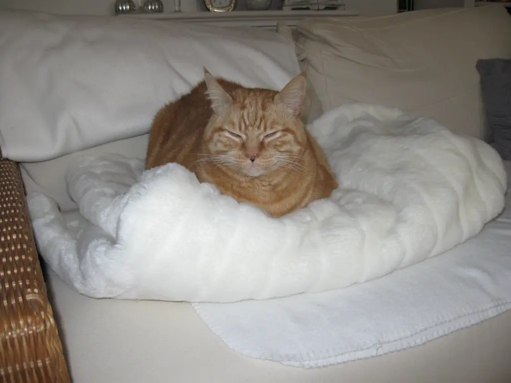 Condolence image of Katharina m. Rambo