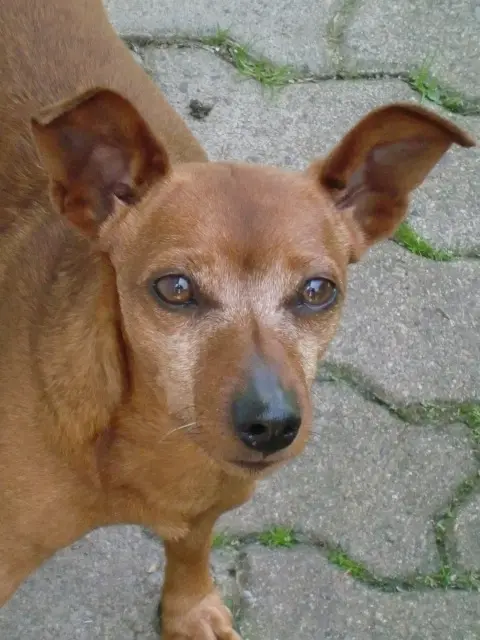 Andachtsbild von Jutta mit Purzel