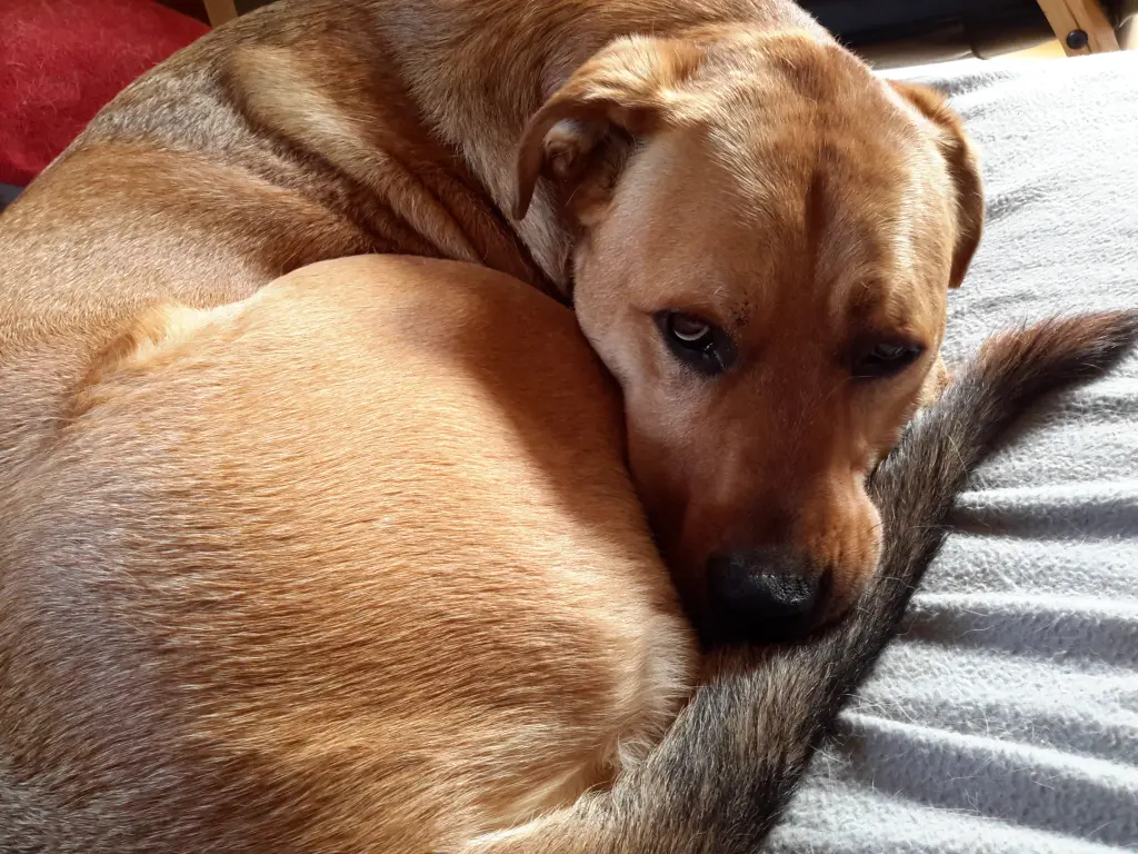 Andachtsbild von Jörg Melanie und Alan ( Labrador-Mischling )