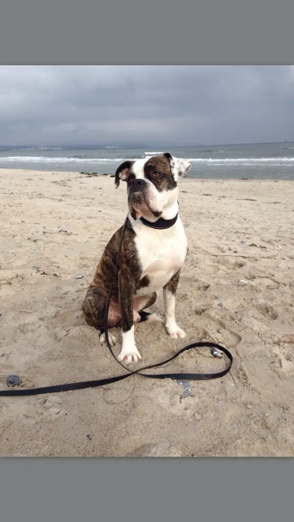 Condolence image of Eileen mit Adi im Herzen