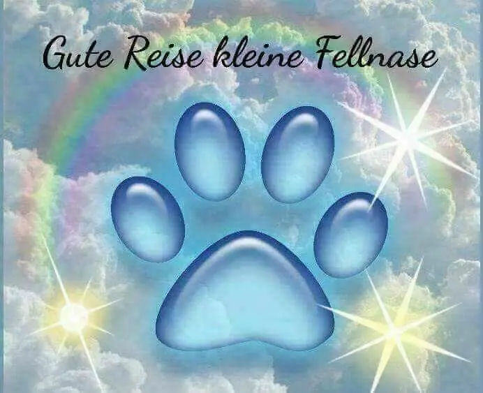 Condolence image of Linda mit Kater Pünktchen im Herzen