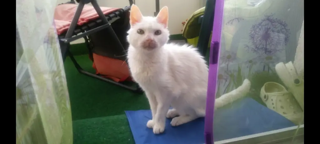 Andachtsbild von Anja&Carsten mit Spot-Simba im Herzen