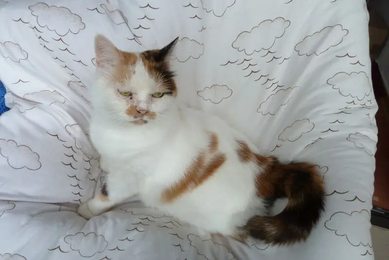 Andachtsbild von Ghislaine mit Tashi Cat (29.09.2023) im Herzen
