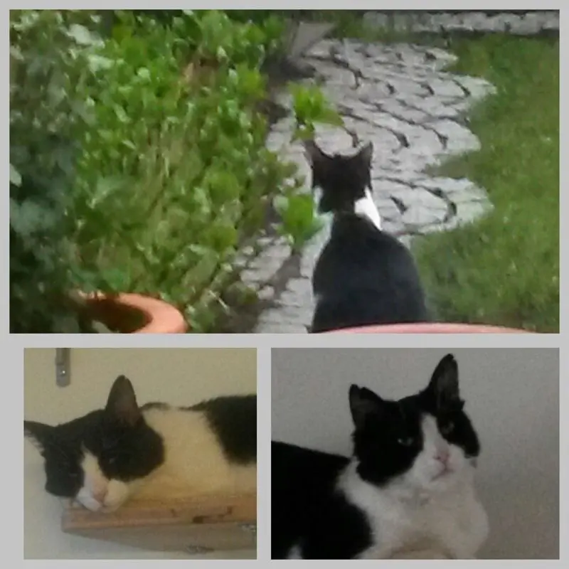 Andachtsbild von Monika