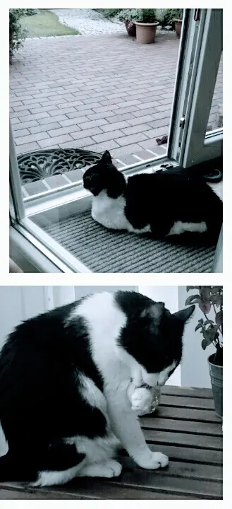 Andachtsbild von Monika