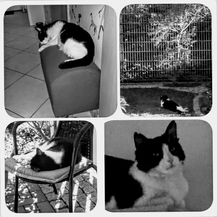 Andachtsbild von Monika 