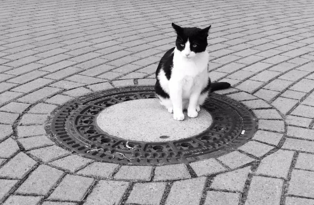 Andachtsbild von Monika