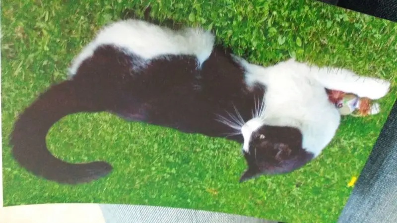 Andachtsbild von Monika