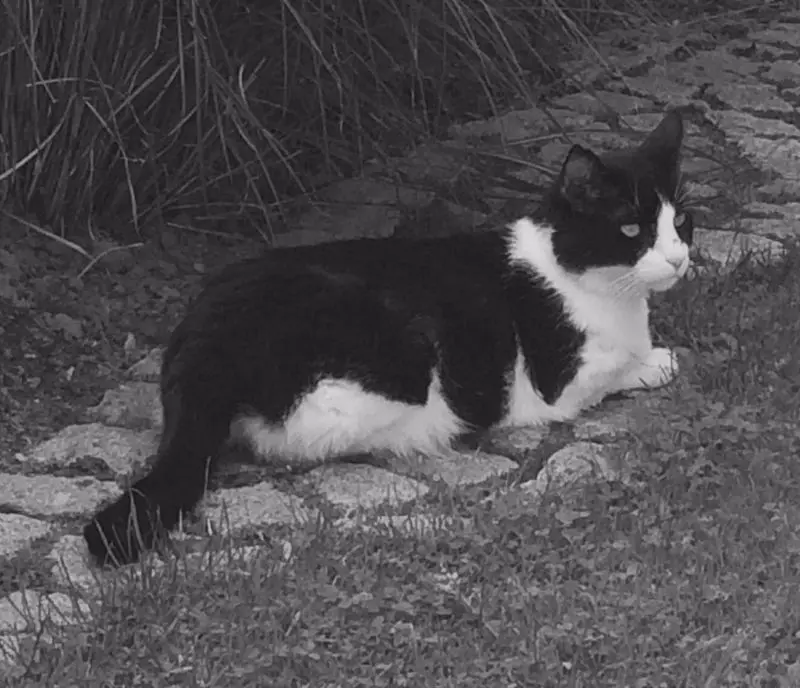 Andachtsbild von Monika