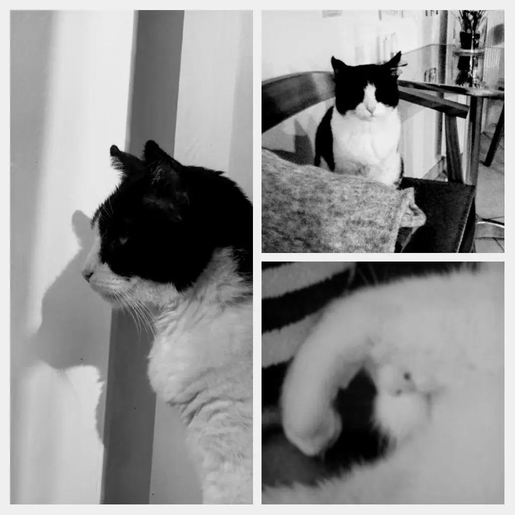 Andachtsbild von Monika