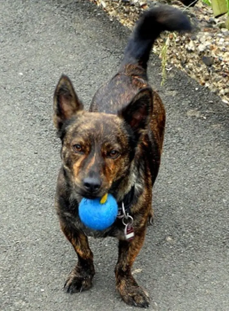 Andachtsbild von Mel