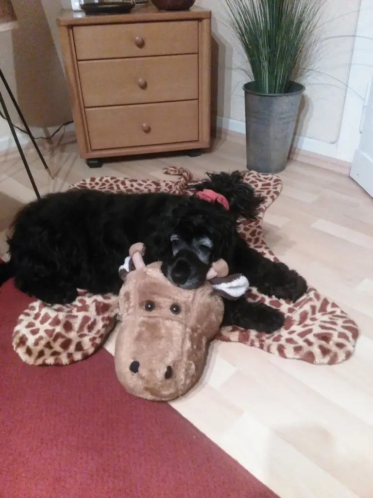 Andachtsbild von Susanne mit Bonnie überall