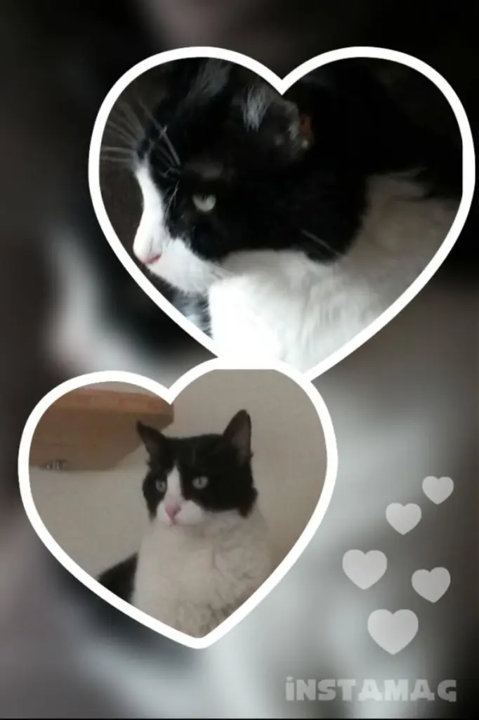 Andachtsbild von Monika