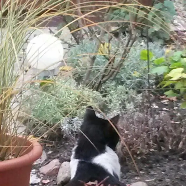 Andachtsbild von Monika