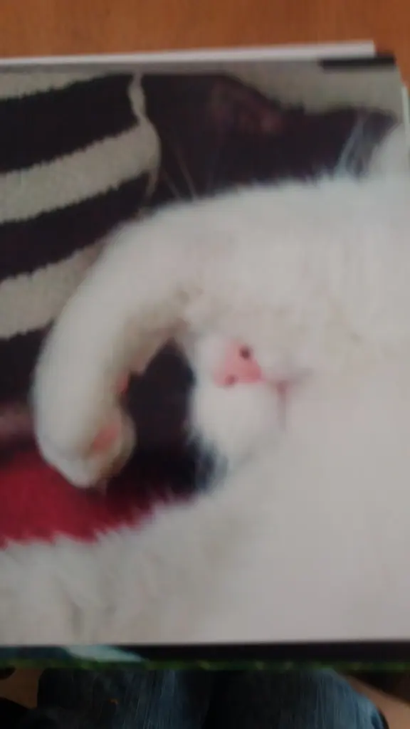 Andachtsbild von Monika