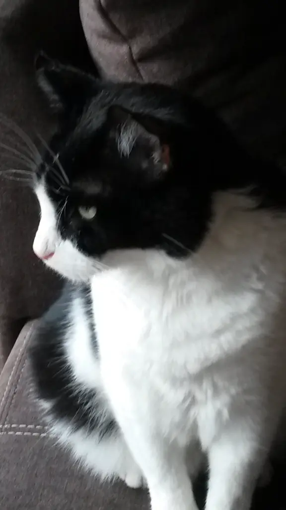 Andachtsbild von Monika 