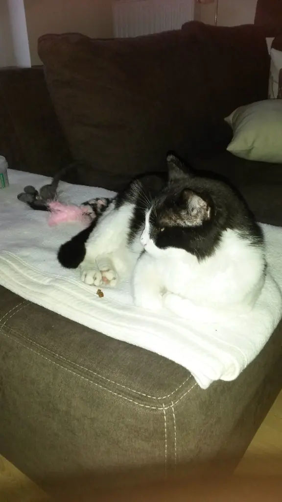 Andachtsbild von Monika