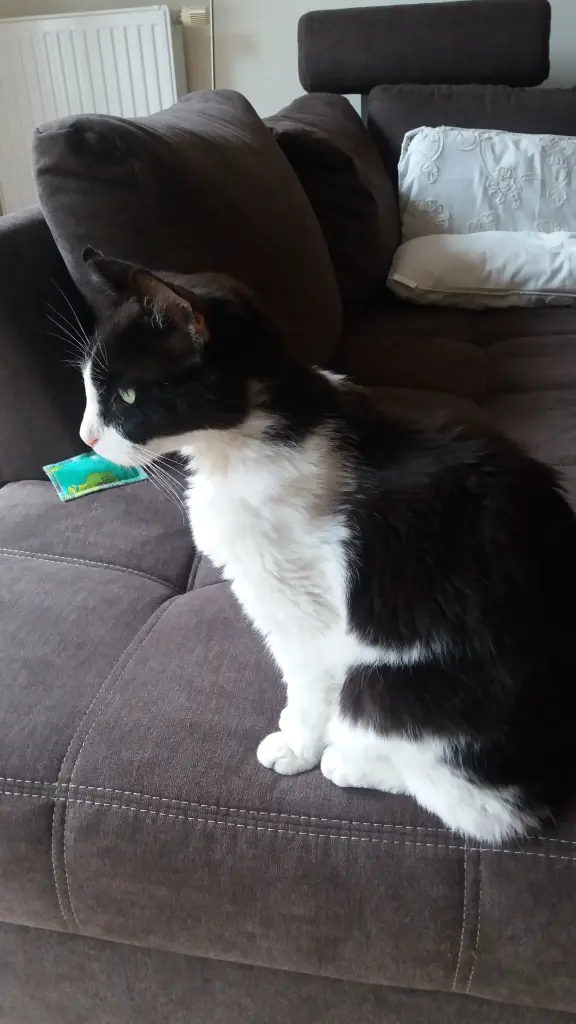 Andachtsbild von Monika