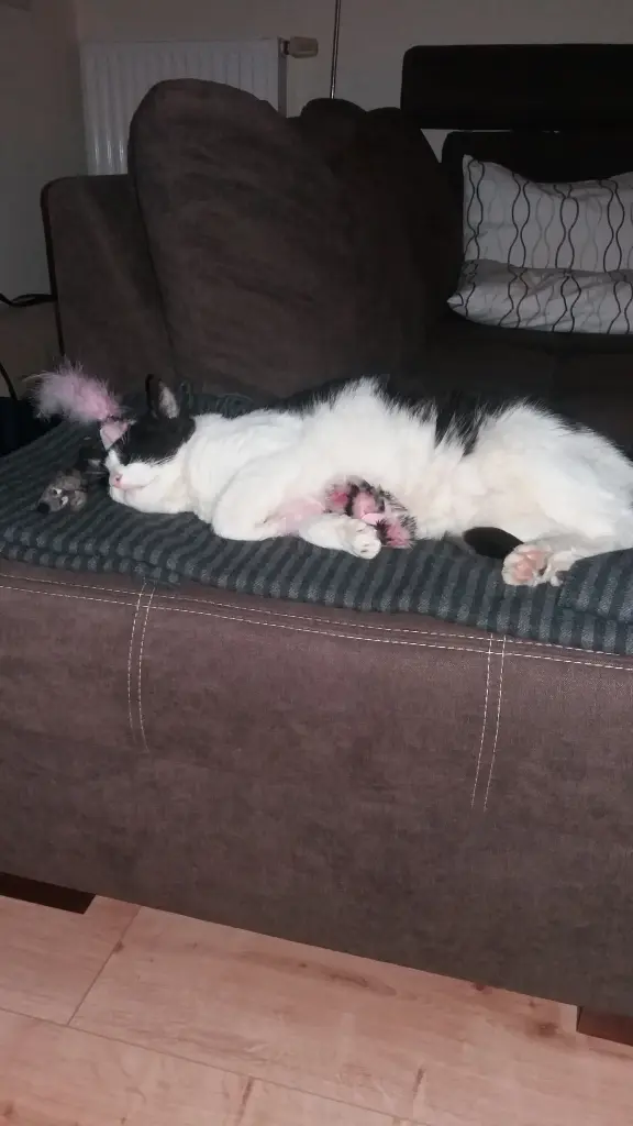 Andachtsbild von Monika